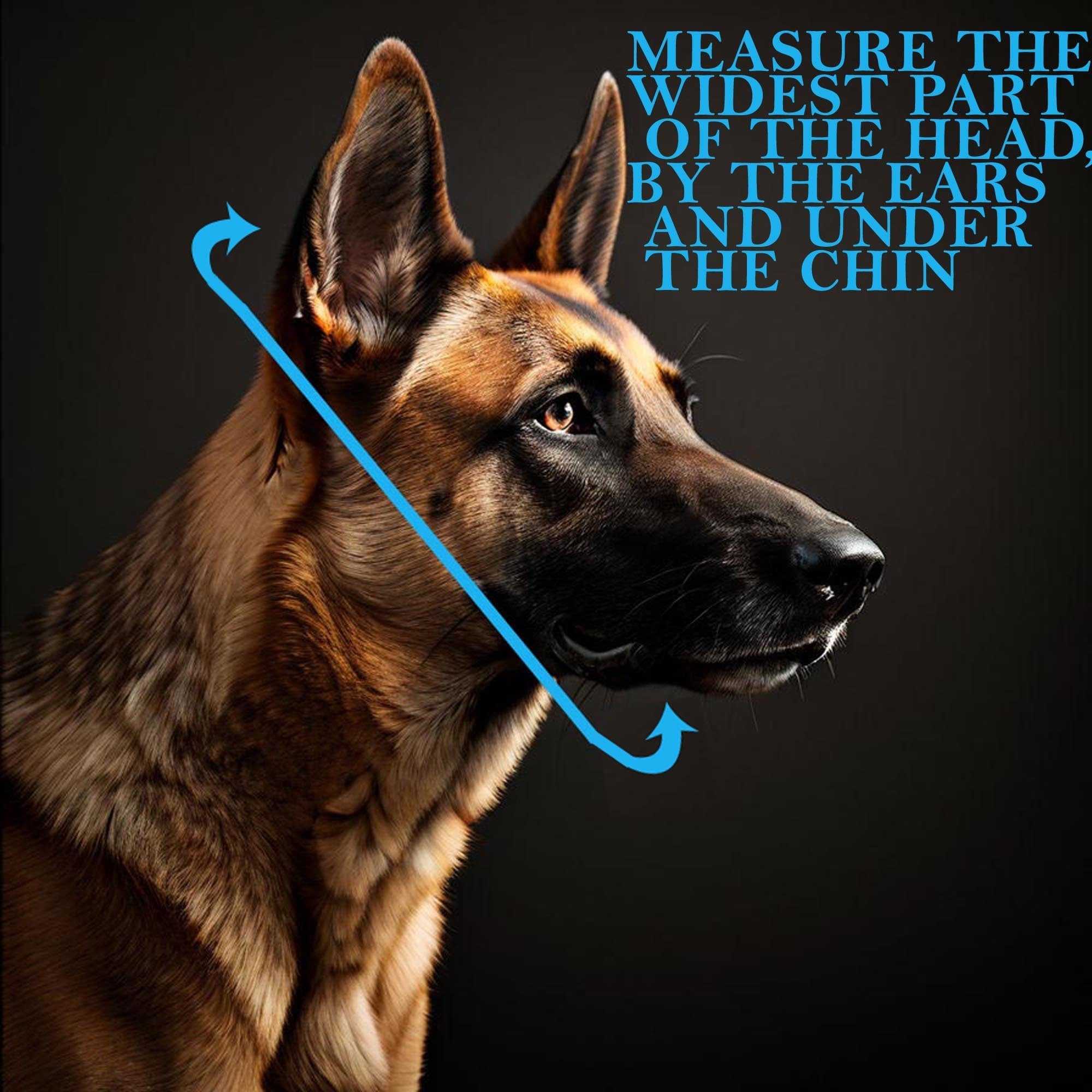 Slip collar with thimble for dog training gundog Grot strong 4mm